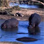 St. Lucia Hippo in Water